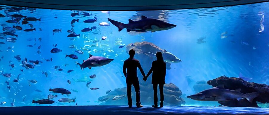 Mallorca: Palma Aquarium Entry Ticket w/ Optional 3D Cinema - Medusarium and the jellyfish zone: what to expect in the quieter corners