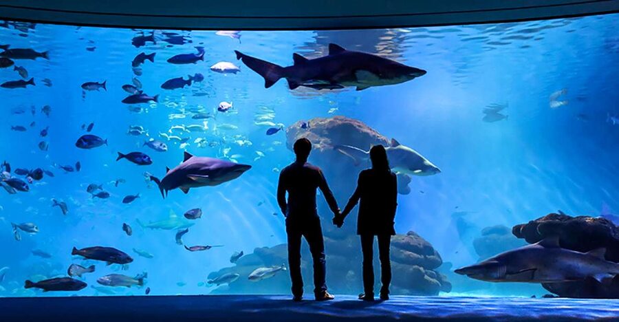 Mallorca: Palma Aquarium Entry Ticket w/ Optional 3D Cinema - Getting in fast at the Palma Aquarium meeting point