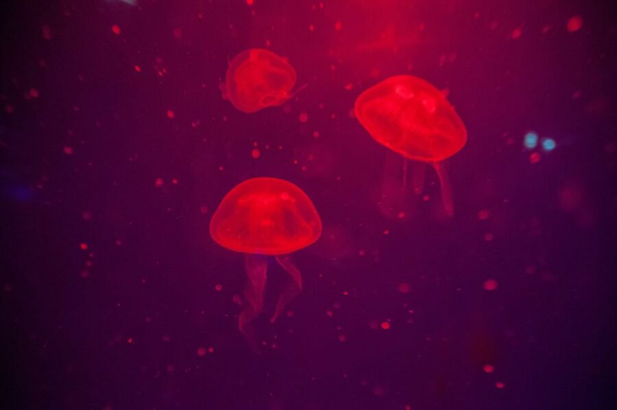 Mallorca: Palma Aquarium with Transfers, Guide & Fast Entry - Food, rest breaks, and the easy Playa de Palma add-on