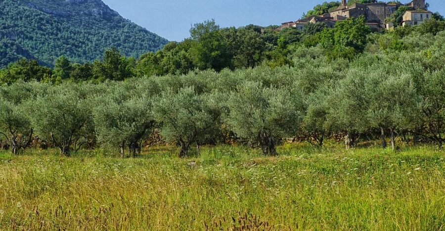 Mallorca: Premium Wine Experience, Tasting and Fine Foods - Who should book this Mallorca wine tasting (and who should skip)