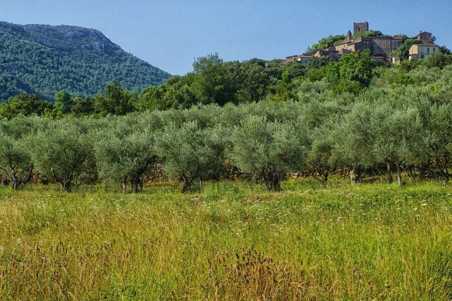 Mallorca: Premium Wine Experience, Tasting and Fine Foods - Getting there from Palma and Alcúdia (and why it affects your total cost)
