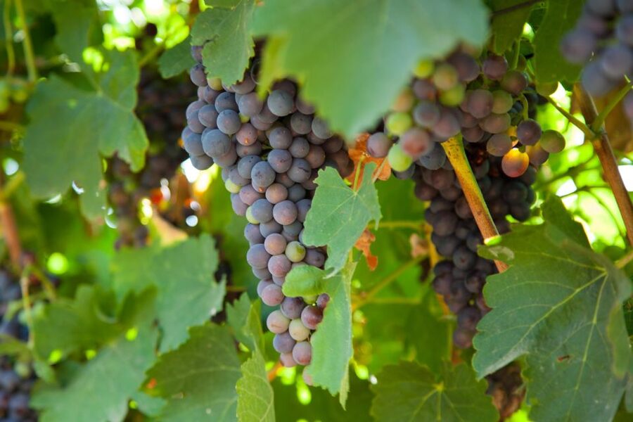 Mallorca: Private Wine Tour with Tasting and Picnic - Price and value: is $210 per person a fair deal?