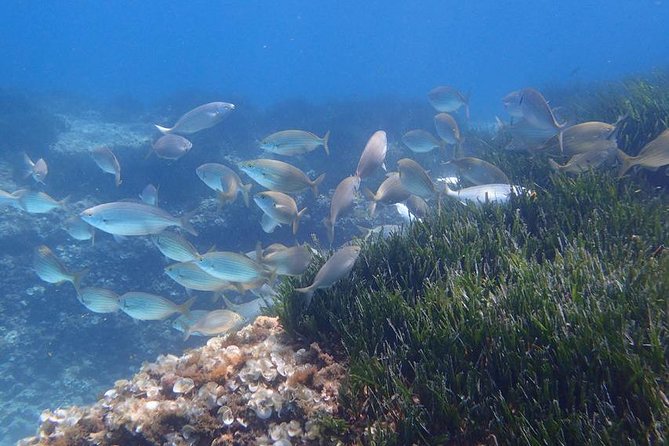 Mallorca: Snorkeling in a Beautiful Nature Reserve - Why This Mallorca Snorkel Feels Like a Nature Reserve Experience