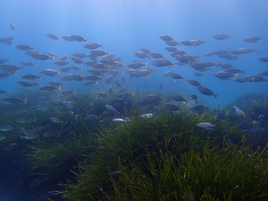 Mallorca: Snorkeling in a Beautiful Nature Reserve - What You’ll See Underwater: Fish, Rock Formations, and Sometimes Rays