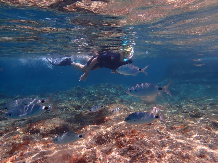 Mallorca: Snorkeling in a Beautiful Nature Reserve - Value Check: Does $82 Make Sense for Mallorca Snorkeling?