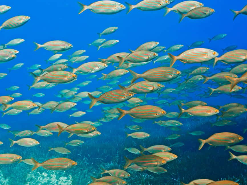 Mallorca: Snorkeling tour with diving instructor from a boat - Cap de Formentor - Safety Briefing and Small-Group Coaching That Actually Feels Personal