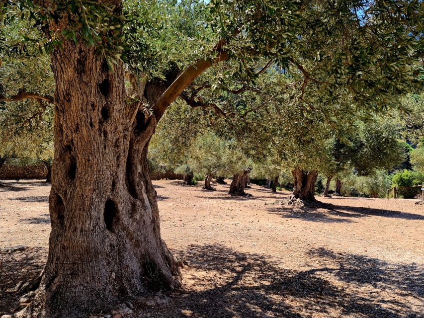 Mallorca: Tramuntana Mountains Tour with Local Guide & Lunch - A 5-6 hour route through Serra de Tramuntana’s UNESCO roads