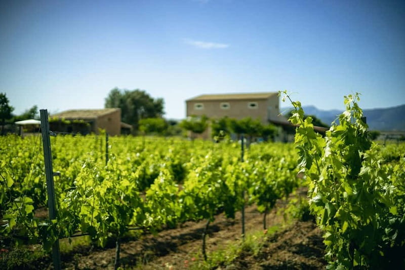Mallorca: Visit a winery and enjoy a wine tasting, along with some Mallorcan products - The winery stop: small and personal beats big-tour scripted