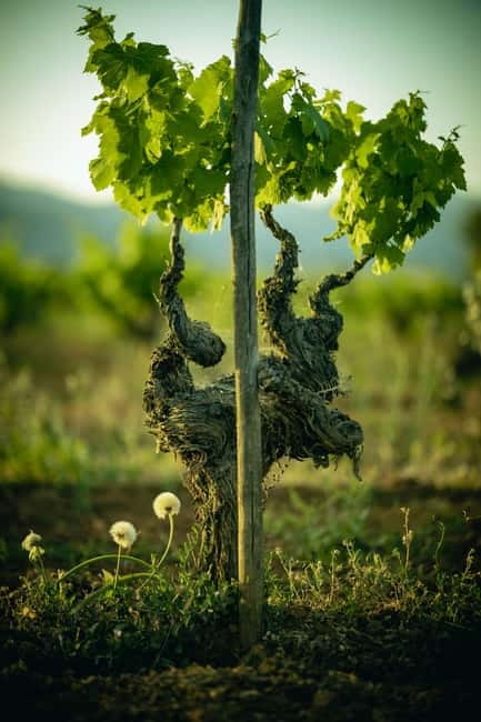 Mallorca: Visit a winery and enjoy a wine tasting, along with some Mallorcan products - Price and value: $62 for a private 7-wine session