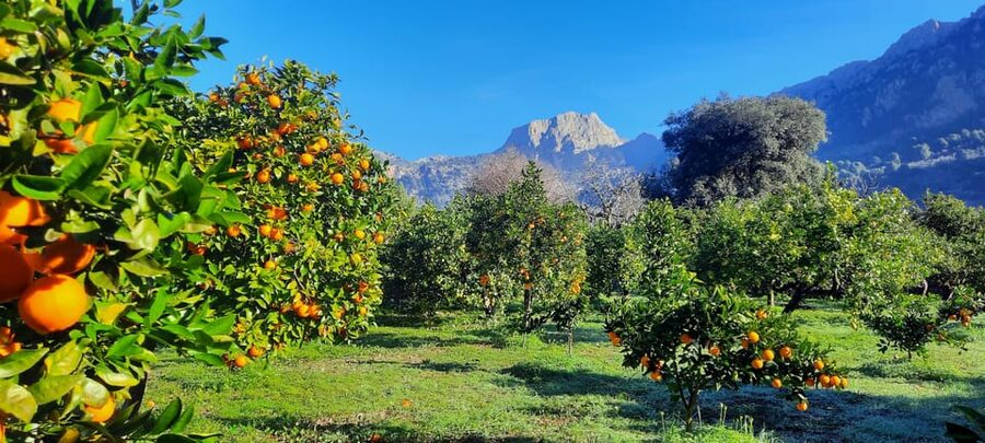 Mallorca: West Coast & Orange Valley Minbustour - Should you book the Mallorca West Coast & Orange Valley minibus tour?