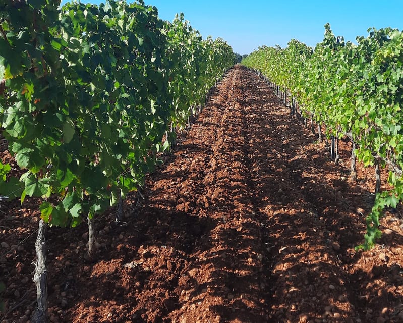 Mallorca: Wine Cellar Tour XL - including 3 Wine Tastings - Key reasons this tour works well