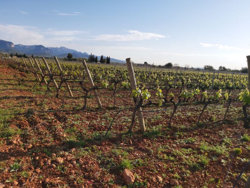 Mallorca: Wine Cellar Tour XL - including 3 Wine Tastings - Who should book this (and who should skip it)