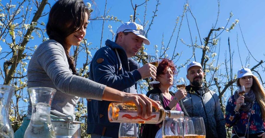 Mallorcas Emblematic Wineries Small Group Tour, two wineries - Stop 1: Santa Maria del Camí winery tasting and a real cellar tour