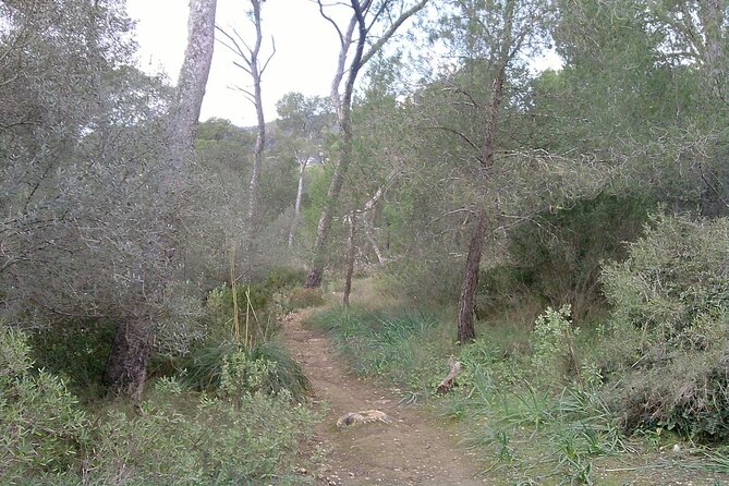 MTB guided tour in Bellver forest and Na Burguesa m.(E-MTB avai.) - The bike setup: hard tail, SRAM MTB, helmet, and your comfort level