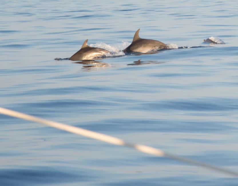 North Coast Dolphins Sunrise Adventure Tour - The swim stop: clear water time with snorkeling gear