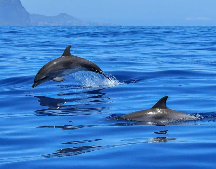 North Coast Dolphins Sunrise Adventure Tour - Who should book this tour, and who should skip