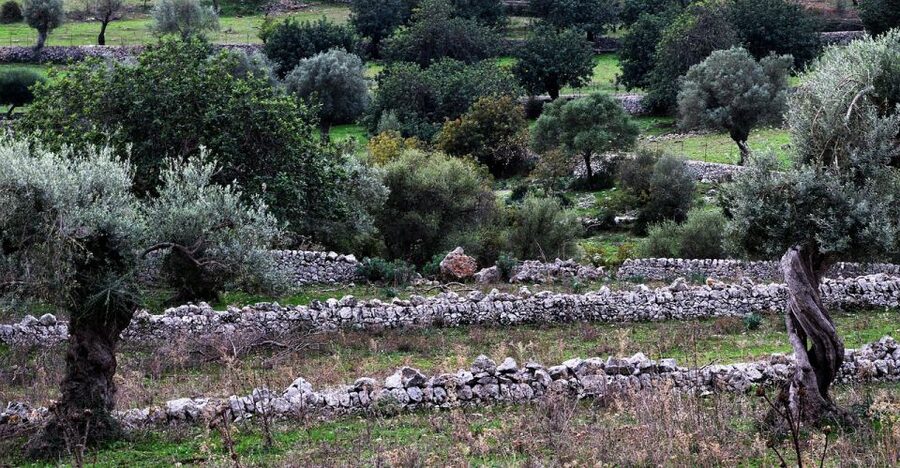 Olive plant and mill visit and tasting - Key things I think you will care about
