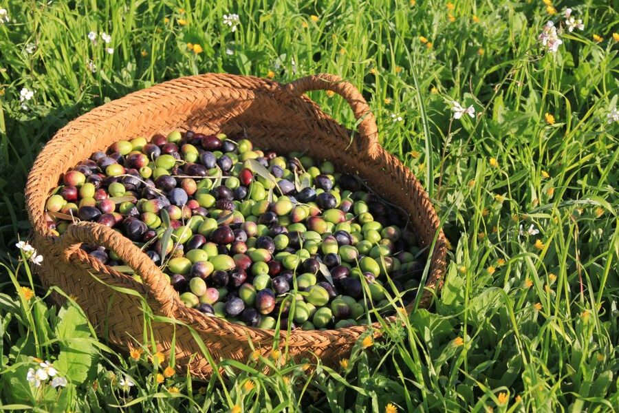 Olive plant and mill visit and tasting - Mallorca’s olive fields, minus the tourist fog