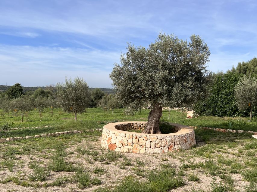 Olive plant and mill visit and tasting - The modern olive mill tour: from olives to extraction