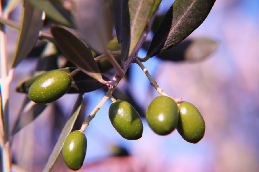 Olive plant and mill visit and tasting - The picnic: Mallorcan food built around oil