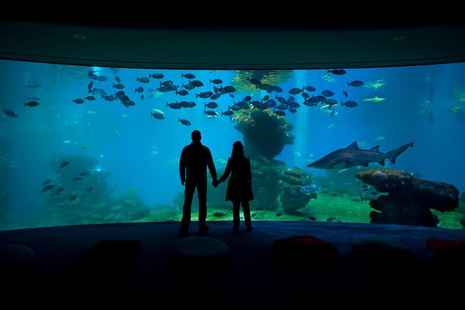 Palma Aquarium with return bus from Port Alcudia - Key takeaways before you go