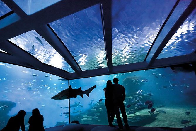 Palma Aquarium with return bus from Port Alcudia - From Port d’Alcúdia to Palma: how the day actually runs