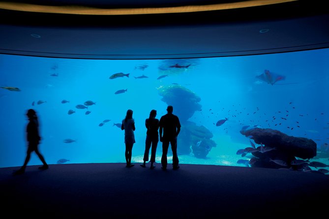 Palma Aquarium with return bus from Port Alcudia - Playa de Palma and El Arenal: the beach add-on next door