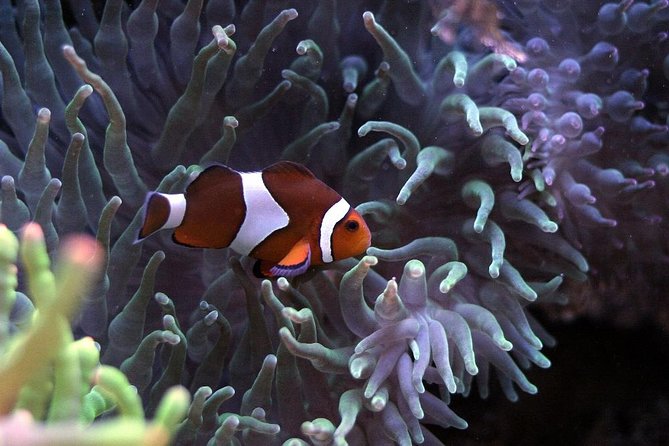 Palma Aquarium with return bus from Port Alcudia - Skip-the-line at Palma Aquarium: 700+ species, 55 tanks, real wow moments