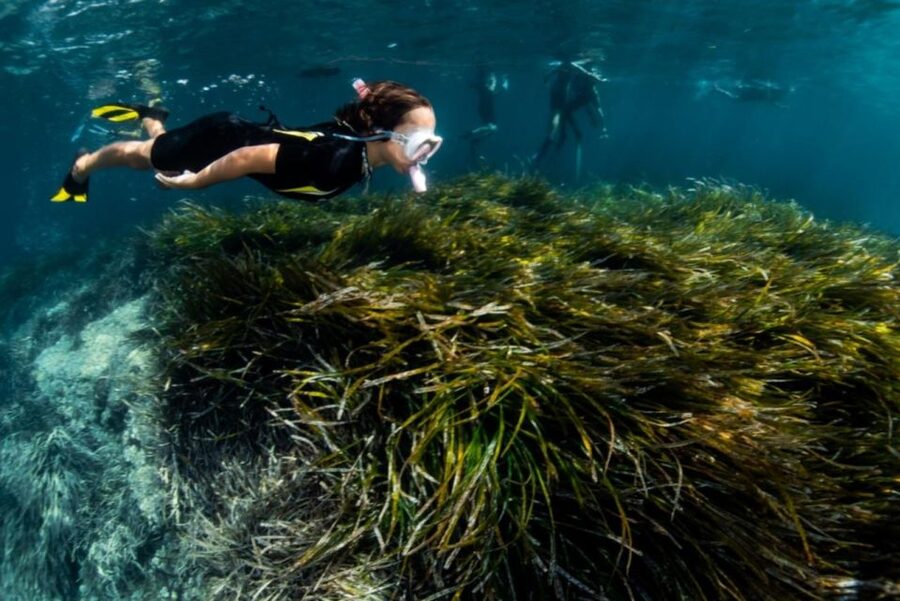 Palma de Mallorca: Cala Vella Snorkeling Adventure - Rules that keep the water experience safe and easy