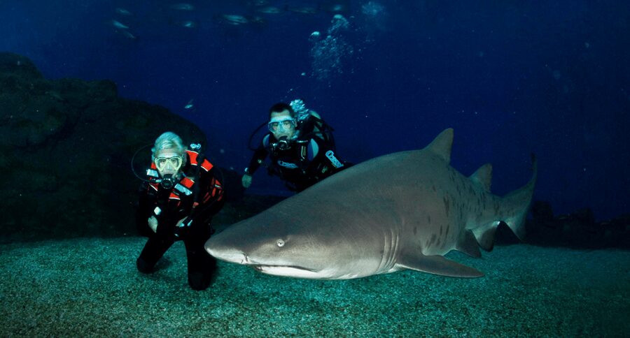 Palma de Mallorca: Shark Dive at Palma Aquarium - Key things I’d circle before you go