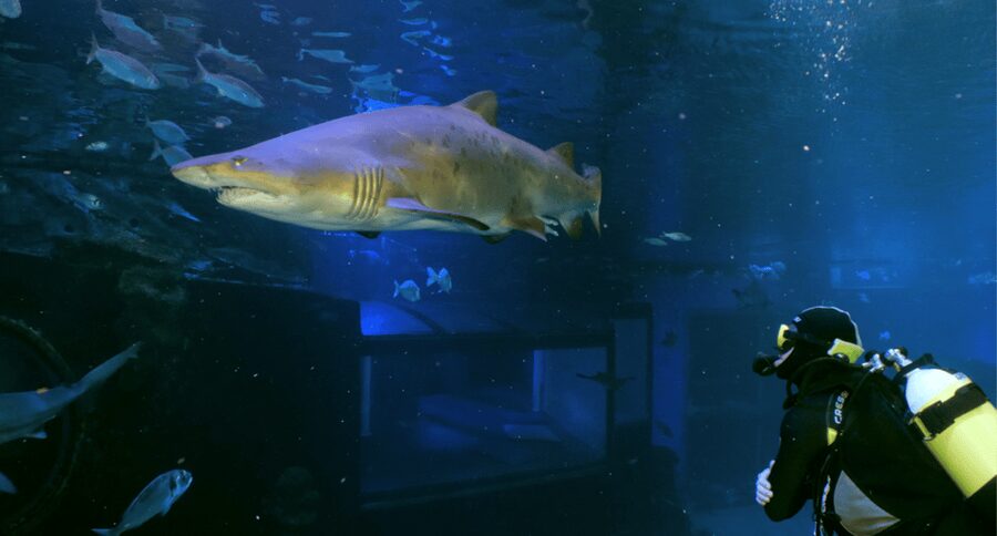 Palma de Mallorca: Shark Dive at Palma Aquarium - Palma Aquarium’s Big Blue Tank: what makes it feel real