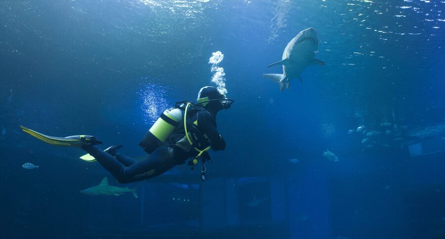 Palma de Mallorca: Shark Dive at Palma Aquarium - What you’re really doing underwater (and how long it lasts)
