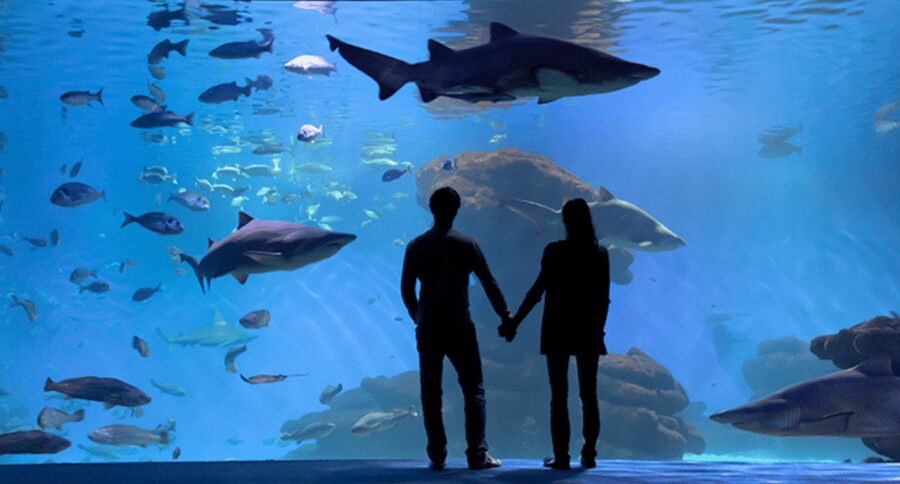 Palma de Mallorca: Shark Dive at Palma Aquarium - After the session: use your included aquarium time wisely