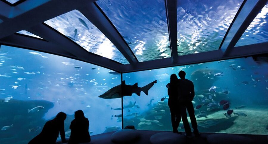 Palma de Mallorca: Shark Dive at Palma Aquarium - Who this is a great fit for