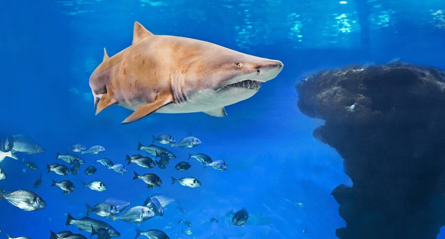 Palma de Mallorca: Shark Dive at Palma Aquarium - Safety briefing first, then your in-water time