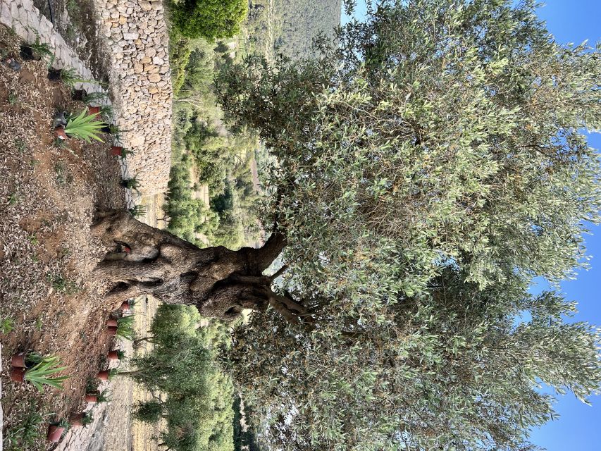 Palma: Orange Valley Vintage Train and Orange Farm Tour - Should You Book the Palma Orange Valley Vintage Day Trip?