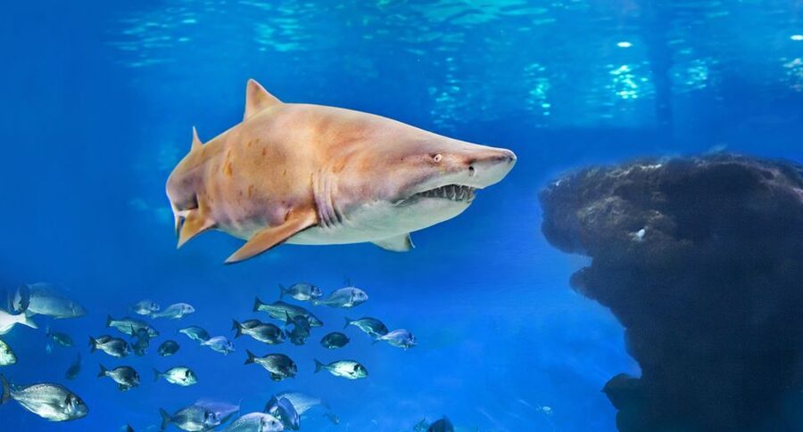 Palma: Palma Aquarium Ticket with Transfer Service - Key things to know before you go