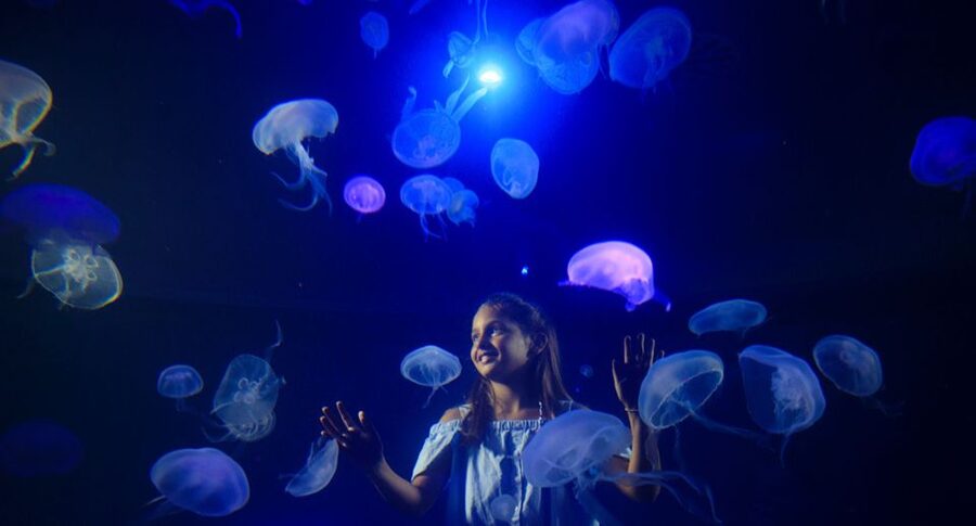 Palma: Palma Aquarium Ticket with Transfer Service - Who should book this transfer ticket (and who might skip it)