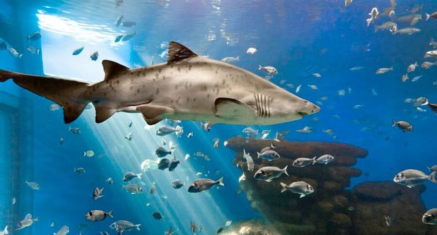 Palma: Palma Aquarium Ticket with Transfer Service - Why Palma Aquarium plus transfer makes sense on Mallorca