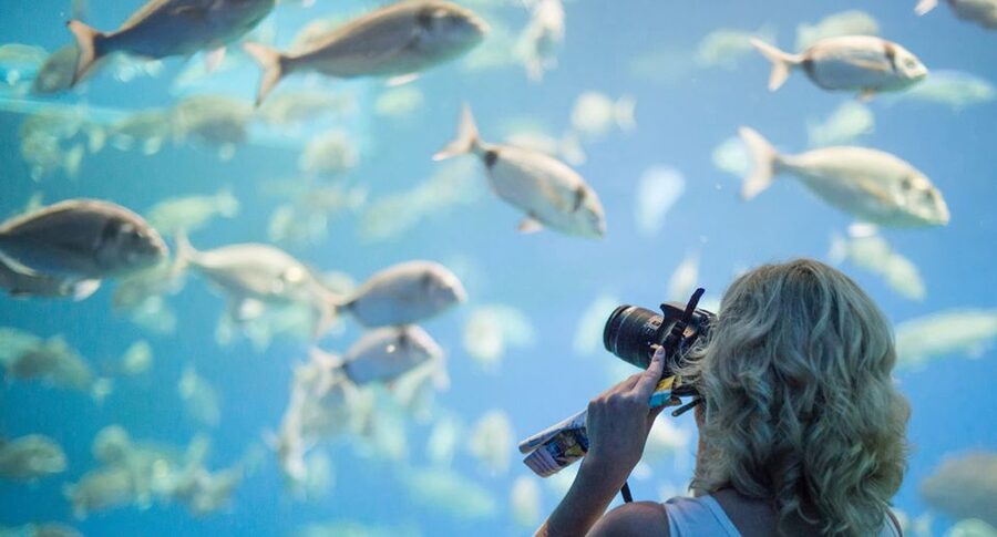 Palma: Palma Aquarium Ticket with Transfer Service - Coral galleries, 1-kilometer walking route, and themed habitats