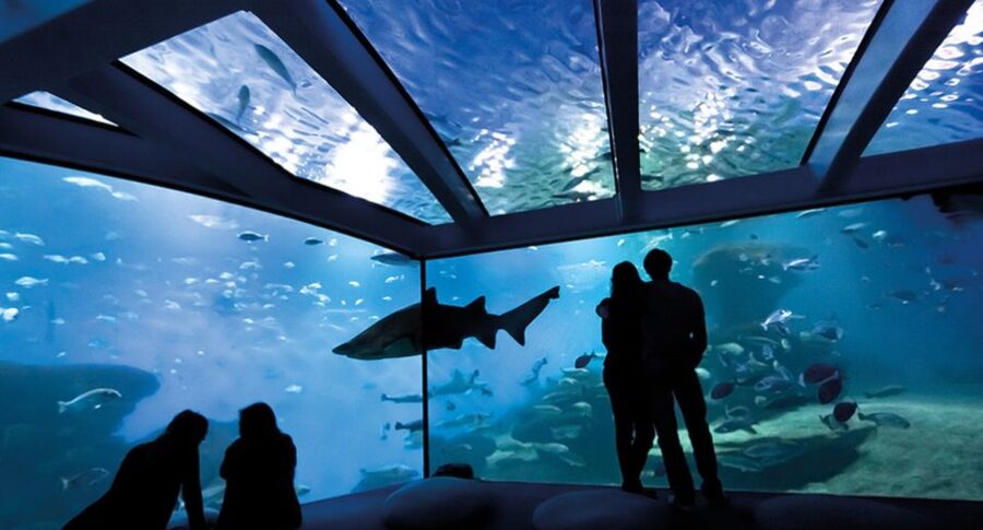 Palma: Palma Aquarium Ticket with Transfer Service - Jellyfish zone: illuminated viewing that feels like a nighttime walk