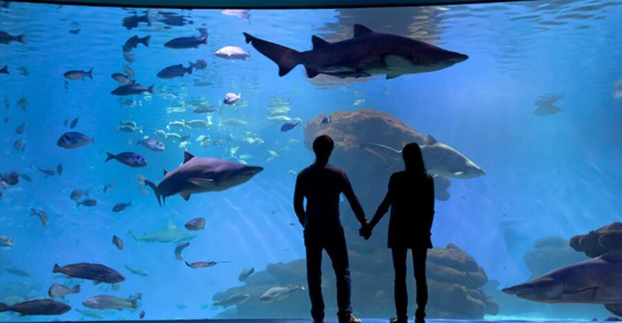 Palma: Palma Aquarium Ticket with Transfer Service - Picking your pickup: 77 options and how the schedule plays out