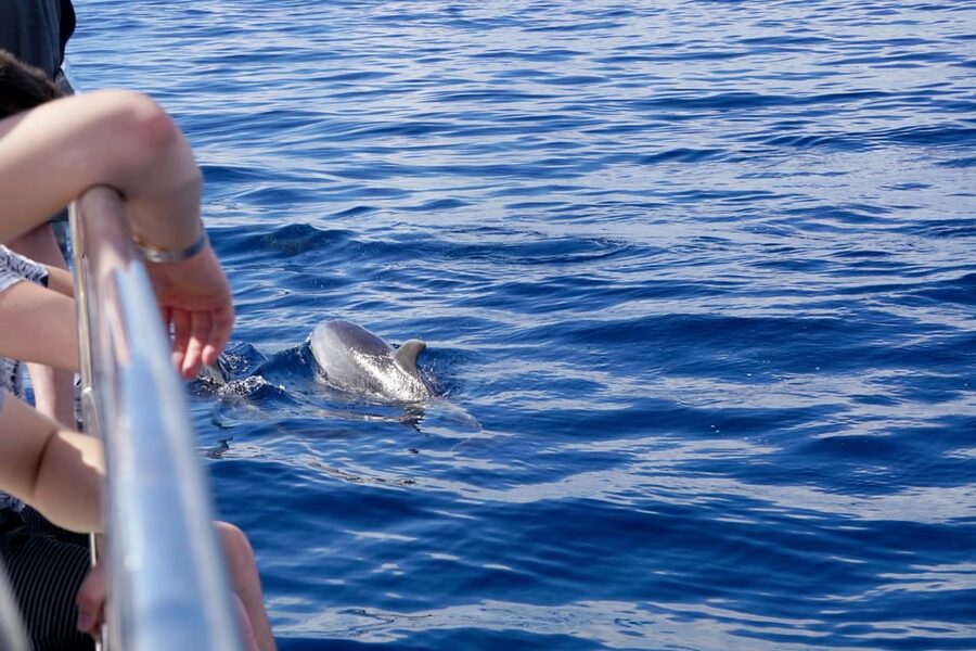 Pollença: Dolphin Watching Boat Excursion - Key things to know before you go