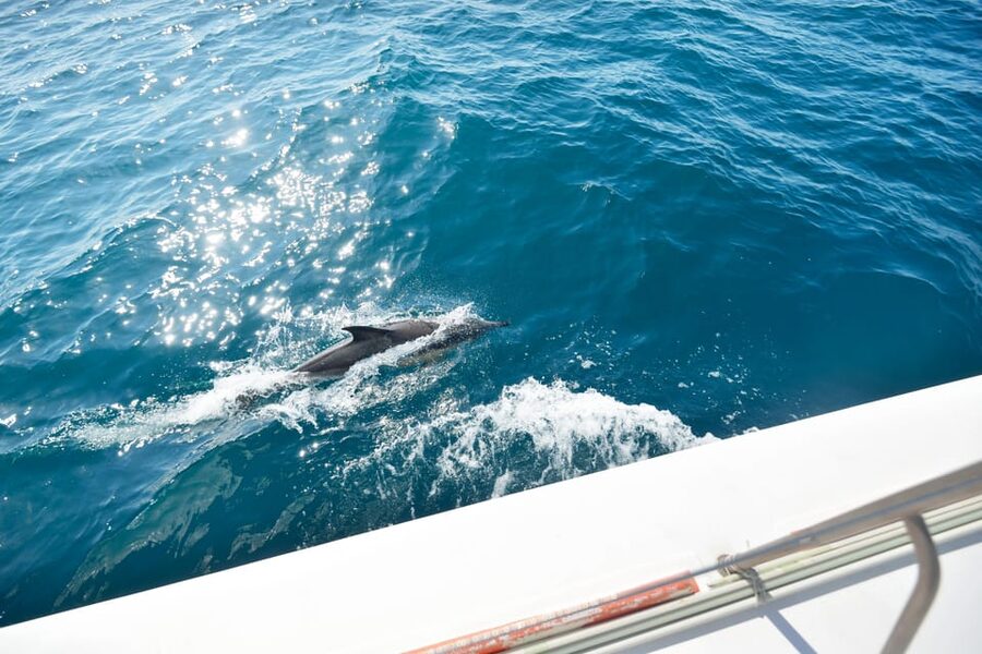 Pollença: Dolphin Watching Boat Excursion - Sunrise sailing from Port de Pollença
