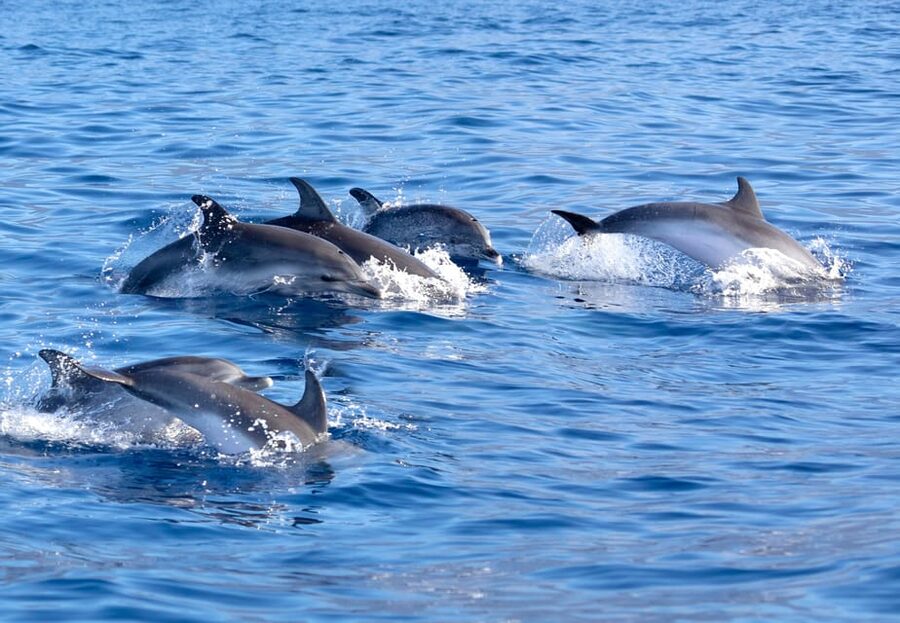 Pollença: Dolphin Watching Boat Excursion - The northern Mallorca route: how the boat sightseeing part feels