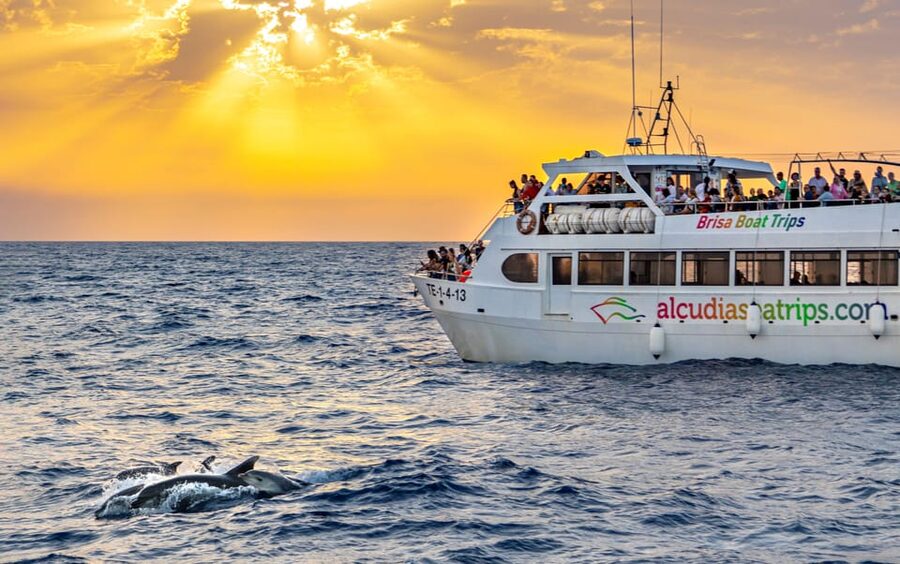 Port d'Alcudia: Sunrise at Sea & Dolphin Watching Boat Tour - Key points before you go