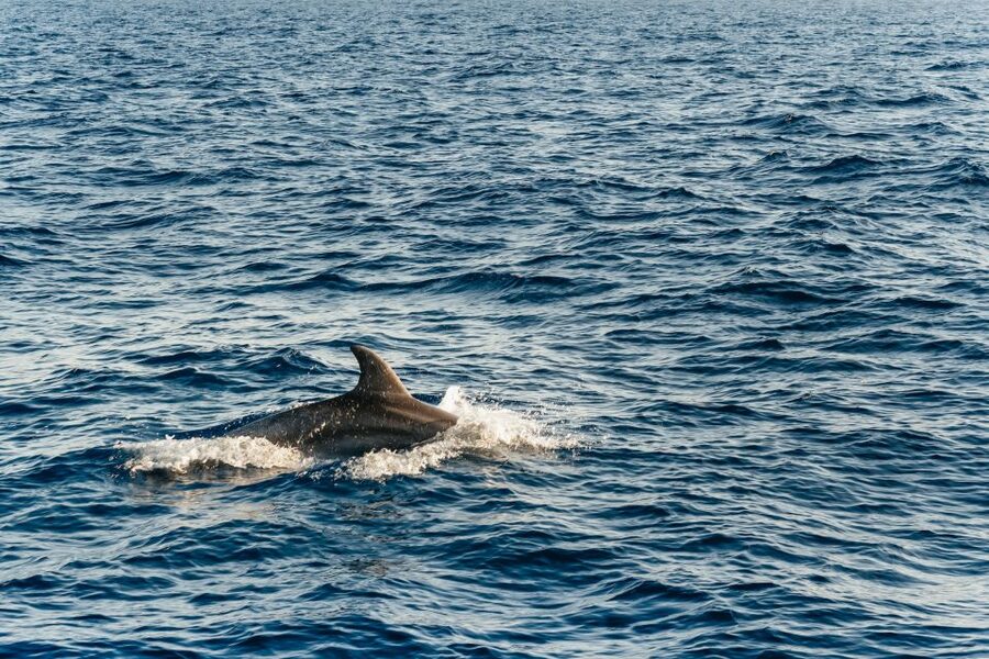 Port d'Alcudia: Sunrise at Sea & Dolphin Watching Boat Tour - Quick call on whether to book this dolphin sunrise tour