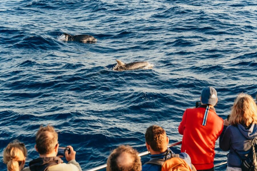 Port d'Alcudia: Sunrise at Sea & Dolphin Watching Boat Tour - Practical checklist: make your morning smoother