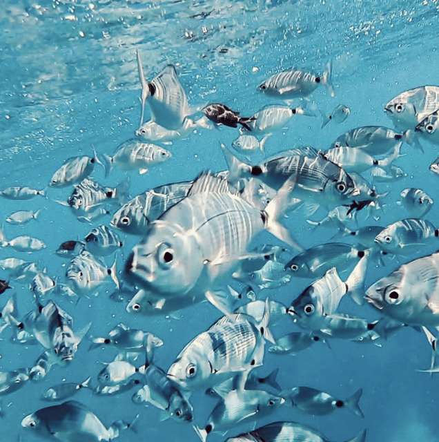 Port de Sóller: Snorkeling Tour with Professional Guide - Key Things to Know Before You Snorkel in Port de Sóller