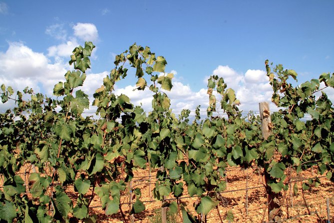Sa Clasta Mallorca Wine Tours - Guides make the difference: Kristin, Cristina, and Dominic